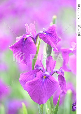 ハナショウブ/花菖蒲/Japanese iris ハナショウブ/花菖蒲/Japanese iris 139988646