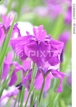 ハナショウブ/花菖蒲/Japanese iris ハナショウブ/花菖蒲/Japanese iris 139988653