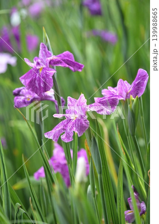 ハナショウブ/花菖蒲/Japanese iris 139988665
