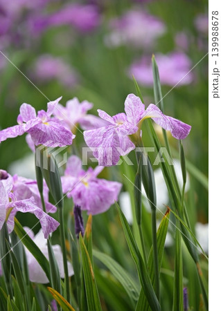 ハナショウブ/花菖蒲/Japanese iris 139988678