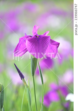 ハナショウブ/花菖蒲/Japanese iris ハナショウブ/花菖蒲/Japanese iris 139988747