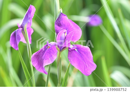 ハナショウブ/花菖蒲/Japanese iris ハナショウブ/花菖蒲/Japanese iris 139988752