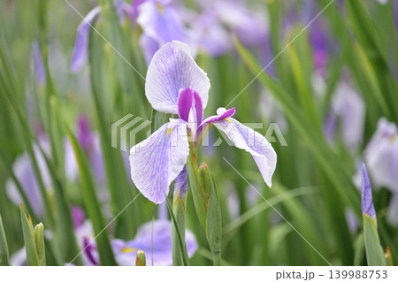 ハナショウブ/花菖蒲/Japanese iris 139988753