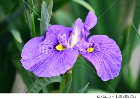ハナショウブ/花菖蒲/Japanese iris ハナショウブ/花菖蒲/Japanese iris 139988755