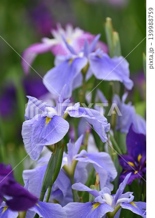 ハナショウブ/花菖蒲/Japanese iris 139988759