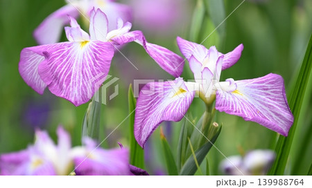 ハナショウブ/花菖蒲/Japanese iris ハナショウブ/花菖蒲/Japanese iris 139988764