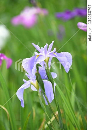 ハナショウブ/花菖蒲/Japanese iris ハナショウブ/花菖蒲/Japanese iris 139988767