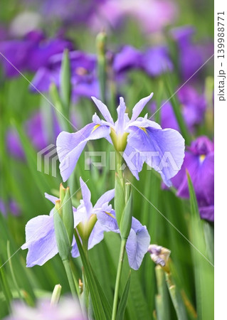ハナショウブ/花菖蒲/Japanese iris ハナショウブ/花菖蒲/Japanese iris 139988771