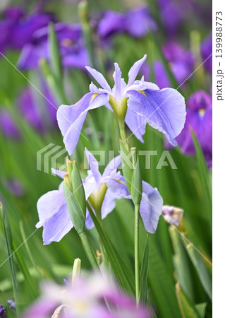 ハナショウブ/花菖蒲/Japanese iris ハナショウブ/花菖蒲/Japanese iris 139988773