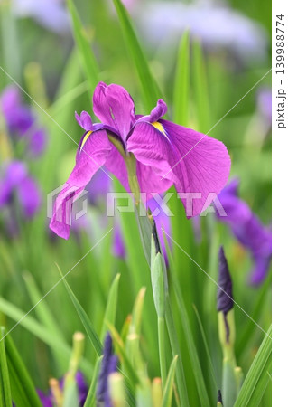 ハナショウブ/花菖蒲/Japanese iris 139988774