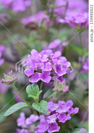 ランタナ(コバノランタナ:Trailing lantana) ランタナ(コバノランタナ:Trailing lantana) 139988822