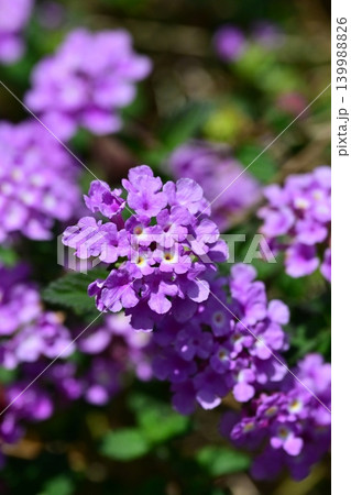 ランタナ(コバノランタナ:Trailing lantana) ランタナ(コバノランタナ:Trailing lantana) 139988826