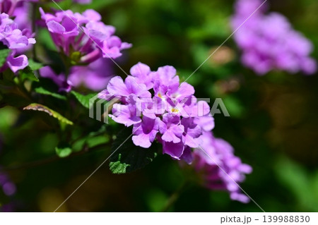 ランタナ(コバノランタナ:Trailing lantana) ランタナ(コバノランタナ:Trailing lantana) 139988830