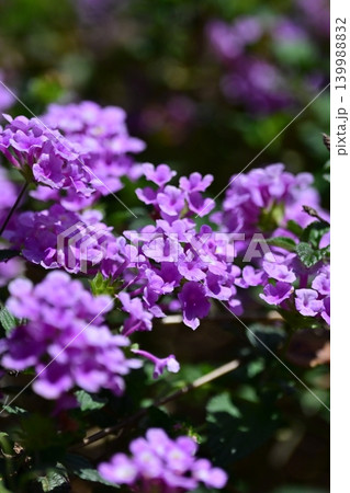 ランタナ(コバノランタナ:Trailing lantana) ランタナ(コバノランタナ:Trailing lantana) 139988832
