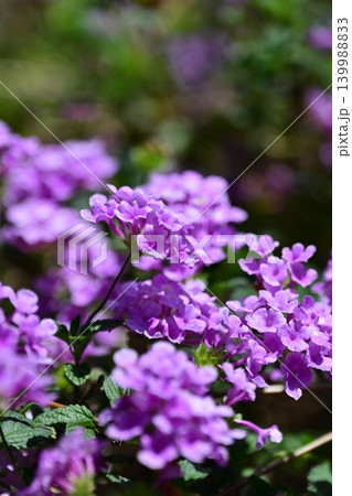 ランタナ(コバノランタナ:Trailing lantana) ランタナ(コバノランタナ:Trailing lantana) 139988833