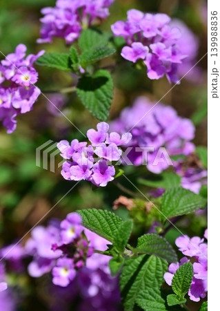 ランタナ(コバノランタナ:Trailing lantana) ランタナ(コバノランタナ:Trailing lantana) 139988836