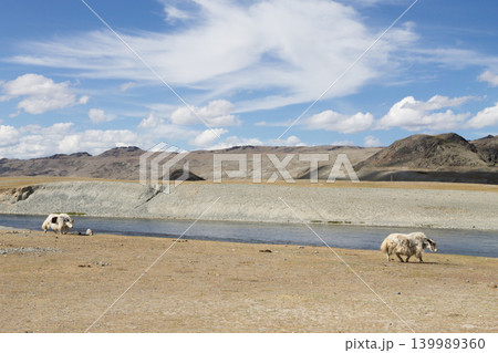 Domestic yak in Altai Tavan Bogd National Park, Mongolia Domestic yak in Altai Tavan Bogd National Park, Mongolia 139989360