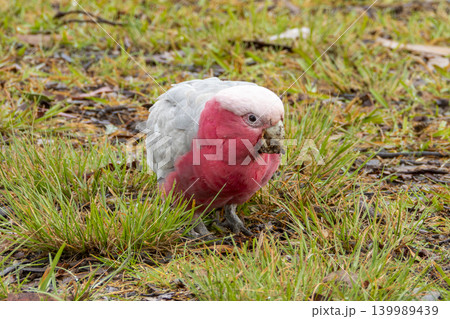 A Galah cockatoo bird searching for food in a grassy field in the Blue Mountains A Galah cockatoo bird searching for food in a grassy field in the Blue Mountains 139989439