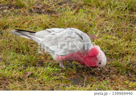A Galah cockatoo bird searching for food in a grassy field in the Blue Mountains A Galah cockatoo bird searching for food in a grassy field in the Blue Mountains 139989440