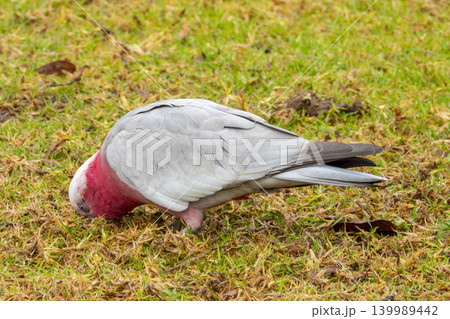 A Galah cockatoo bird searching for food in a grassy field in the Blue Mountains A Galah cockatoo bird searching for food in a grassy field in the Blue Mountains 139989442
