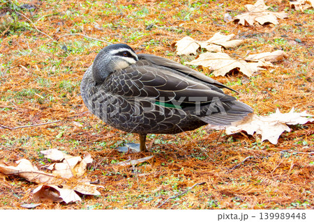 A Pacific Black Duck resting in a grassy orange coloured field A Pacific Black Duck resting in a grassy orange coloured field 139989448