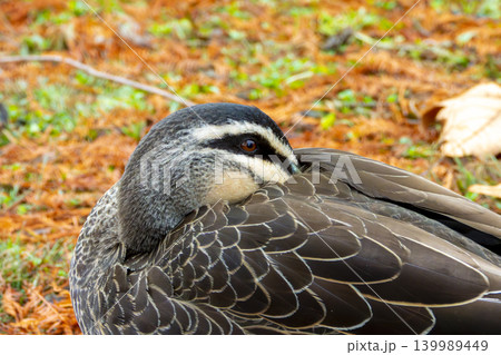 A Pacific Black Duck resting in a grassy orange coloured field 139989449