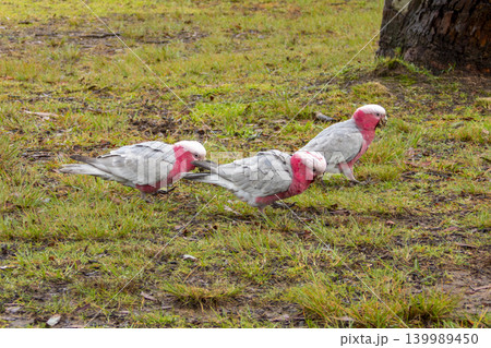 Three Galah cockatoo birds searching for food in a grassy field in the Blue Mountains Three Galah cockatoo birds searching for food in a grassy field in the Blue Mountains 139989450