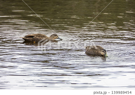 Two Pacific Black Ducks paddling on a lake searching for food Two Pacific Black Ducks paddling on a lake searching for food 139989454