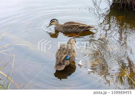 Two Pacific Black Ducks preening their feathers in a freshwater lake Two Pacific Black Ducks preening their feathers in a freshwater lake 139989455