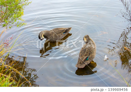 Two Pacific Black Ducks preening their feathers in a freshwater lake Two Pacific Black Ducks preening their feathers in a freshwater lake 139989456