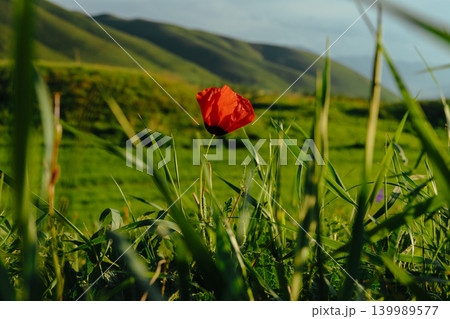 Red poppy flower on mountains background at spring Red poppy flower on mountains background at spring 139989577