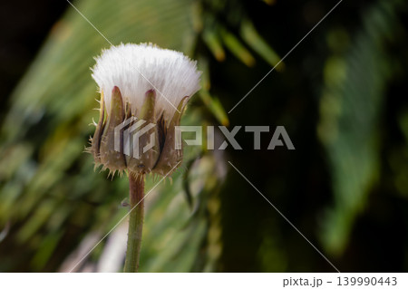 Close-up of a dandelion bud with white fluffy seeds beginning to emerge 139990443