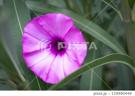 Vibrant pink morning glory flower with deep purple center blooming amongst green leaves Vibrant pink morning glory flower with deep purple center blooming amongst green leaves 139990449