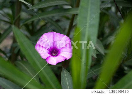 Delicate purple morning glory flower blooming amidst lush green foliage 139990450