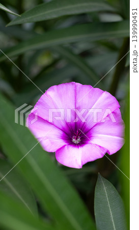 Vibrant purple morning glory flower blooming amidst lush green foliage Vibrant purple morning glory flower blooming amidst lush green foliage 139990451
