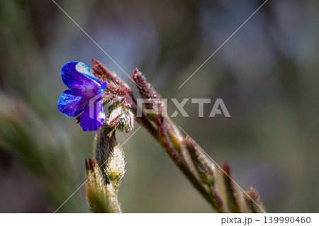 Vibrant blue flower with delicate petals blooming on a fuzzy stem in soft light Vibrant blue flower with delicate petals blooming on a fuzzy stem in soft light 139990460