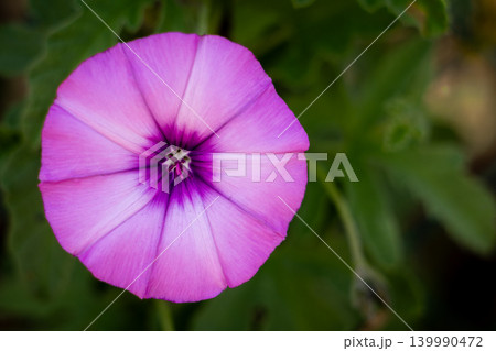 Close-up of a vibrant pink bindweed flower with a deep purple center Close-up of a vibrant pink bindweed flower with a deep purple center 139990472