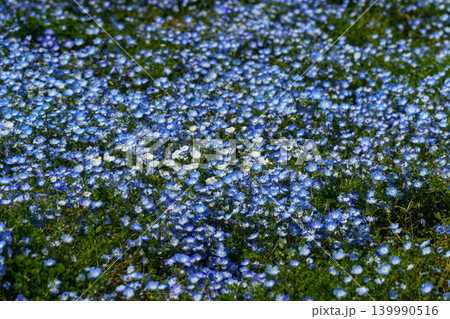ネモフィラの花が咲き誇るシーサイドパーク 139990516