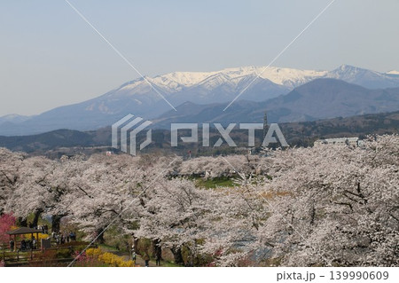 残雪の蔵王連峰とコラボする一目千本桜 139990609