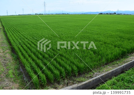 田植え3ヶ月後の水田 田植え3ヶ月後の水田 139991735