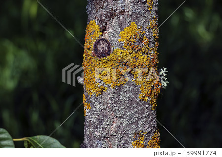 Close botanical detail of lacquer tree bark texture Close botanical detail of lacquer tree bark texture 139991774