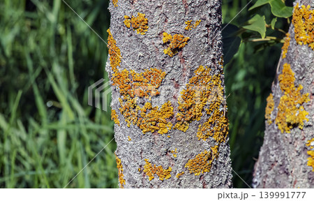 Textured bark of Toxicodendron vernicifluum in Nitra botanical garden Textured bark of Toxicodendron vernicifluum in Nitra botanical garden 139991777