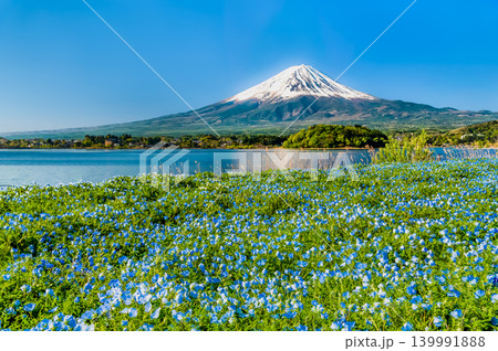初夏の富士山　～ネモフィラの咲く河口湖大石公園～ 139991888
