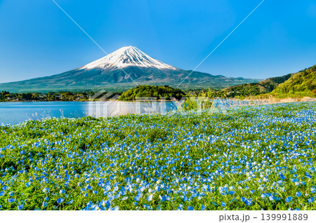 初夏の富士山　～ネモフィラの咲く河口湖大石公園～ 139991889