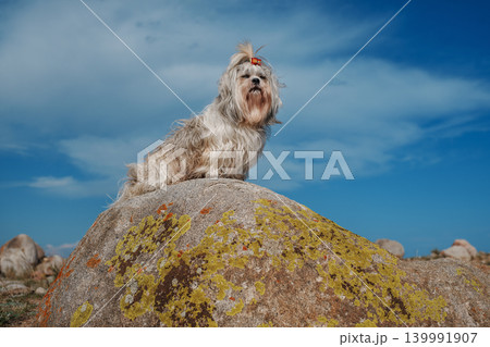 Shih tzu dog sitting on stone on mountains background 139991907