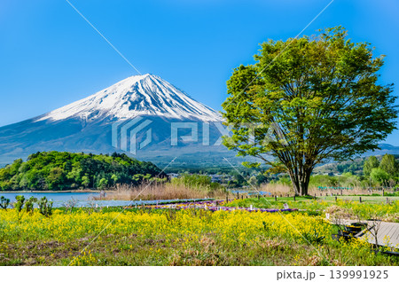 初夏の富士山　河口湖大石公園 139991925