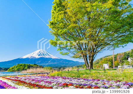 初夏の富士山　河口湖大石公園 139991926