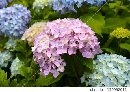 カラフルな紫陽花 139992011