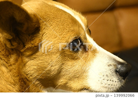 日常を過ごす　ミックス犬 ナチュラルライフスタイル 139992066