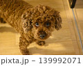 見つめる犬 139992071